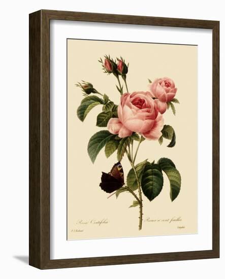 Cabbage Rose-Langlois-Framed Giclee Print