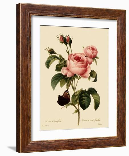 Cabbage Rose-Langlois-Framed Giclee Print