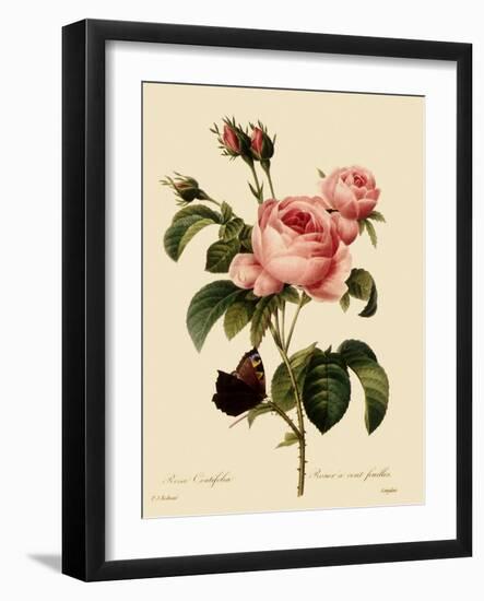 Cabbage Rose-Langlois-Framed Giclee Print