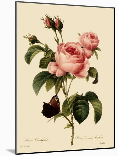 Cabbage Rose-Langlois-Mounted Giclee Print