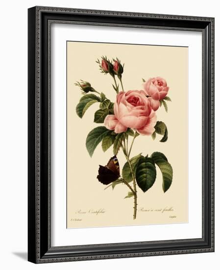 Cabbage Rose-Langlois-Framed Giclee Print