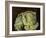 Cabbage Still Life, 2000-Vincent Yorke-Framed Giclee Print