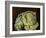 Cabbage Still Life, 2000-Vincent Yorke-Framed Giclee Print