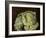 Cabbage Still Life, 2000-Vincent Yorke-Framed Giclee Print