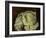 Cabbage Still Life, 2000-Vincent Yorke-Framed Giclee Print