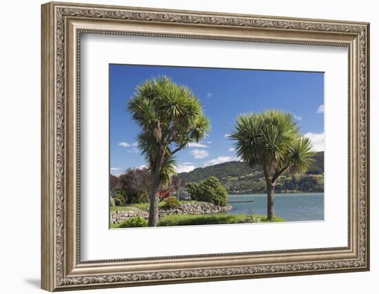 Cabbage trees (Cordyline australis) growing beside Otago Harbour, Macandrew Bay, near Dunedin, Otag-Ruth Tomlinson-Framed Photographic Print