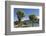 Cabbage trees (Cordyline australis) growing beside Otago Harbour, Macandrew Bay, near Dunedin, Otag-Ruth Tomlinson-Framed Photographic Print