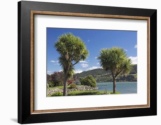 Cabbage trees (Cordyline australis) growing beside Otago Harbour, Macandrew Bay, near Dunedin, Otag-Ruth Tomlinson-Framed Photographic Print