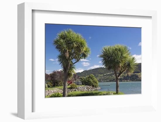 Cabbage trees (Cordyline australis) growing beside Otago Harbour, Macandrew Bay, near Dunedin, Otag-Ruth Tomlinson-Framed Photographic Print