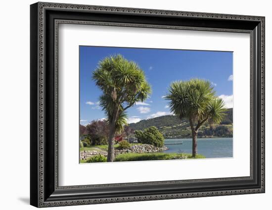 Cabbage trees (Cordyline australis) growing beside Otago Harbour, Macandrew Bay, near Dunedin, Otag-Ruth Tomlinson-Framed Photographic Print