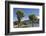 Cabbage trees (Cordyline australis) growing beside Otago Harbour, Macandrew Bay, near Dunedin, Otag-Ruth Tomlinson-Framed Photographic Print