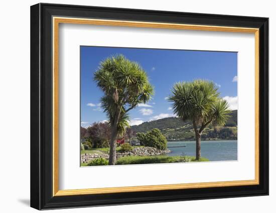 Cabbage trees (Cordyline australis) growing beside Otago Harbour, Macandrew Bay, near Dunedin, Otag-Ruth Tomlinson-Framed Photographic Print