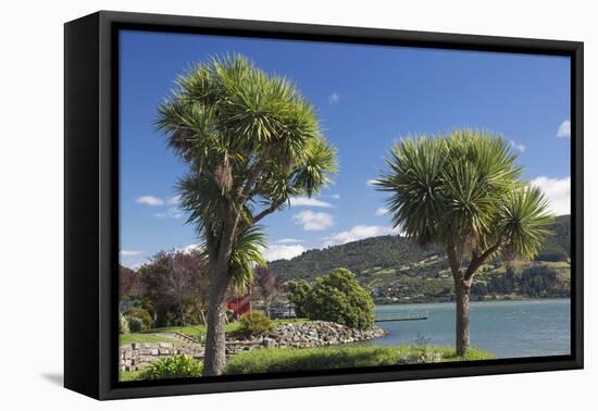 Cabbage trees (Cordyline australis) growing beside Otago Harbour, Macandrew Bay, near Dunedin, Otag-Ruth Tomlinson-Framed Premier Image Canvas