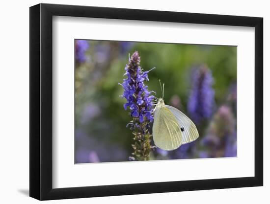 Cabbage White Butterfly Louisville, Kentucky-Adam Jones-Framed Photographic Print