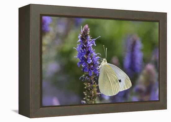 Cabbage White Butterfly Louisville, Kentucky-Adam Jones-Framed Premier Image Canvas