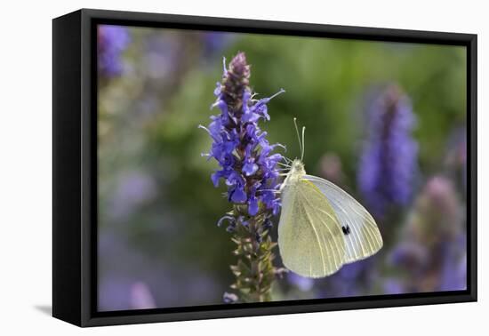 Cabbage White Butterfly Louisville, Kentucky-Adam Jones-Framed Premier Image Canvas