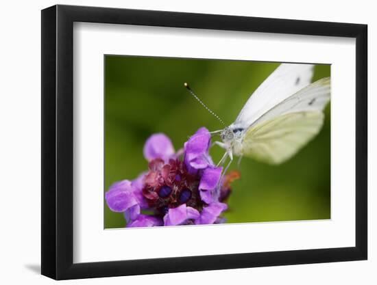 Cabbage White Butterfly, Pieris Brassicae, Blossom, Sitting-Alfons Rumberger-Framed Photographic Print