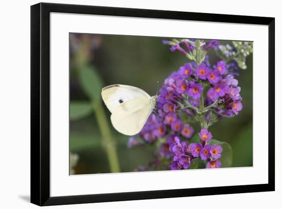 Cabbage White on Butterfly Bush, Illinois-Richard & Susan Day-Framed Premium Photographic Print