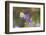 Cabbage white on Frikart's Aster-Richard and Susan Day-Framed Photographic Print