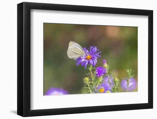 Cabbage white on Frikart's Aster-Richard and Susan Day-Framed Photographic Print