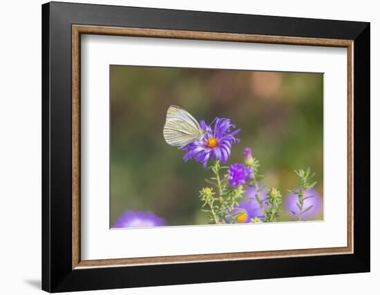 Cabbage white on Frikart's Aster-Richard and Susan Day-Framed Photographic Print