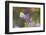 Cabbage white on Frikart's Aster-Richard and Susan Day-Framed Photographic Print