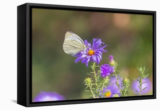 Cabbage white on Frikart's Aster-Richard and Susan Day-Framed Premier Image Canvas