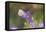 Cabbage white on Frikart's Aster-Richard and Susan Day-Framed Premier Image Canvas