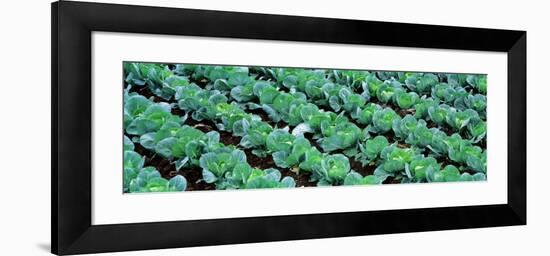 Cabbage, Yamhill Co, Oregon, USA-null-Framed Photographic Print