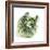 Cabbage-Cristina-Framed Premium Photographic Print