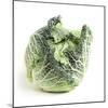 Cabbage-Cristina-Mounted Premium Photographic Print