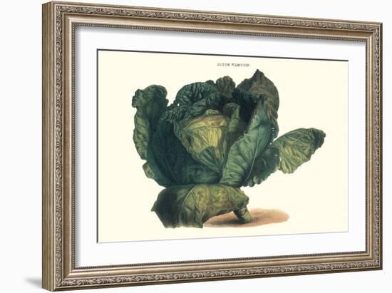 Cabbage-Philippe-Victoire Leveque de Vilmorin-Framed Art Print