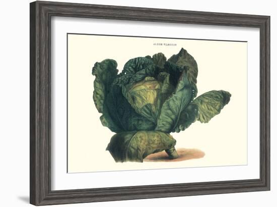 Cabbage-Philippe-Victoire Leveque de Vilmorin-Framed Art Print