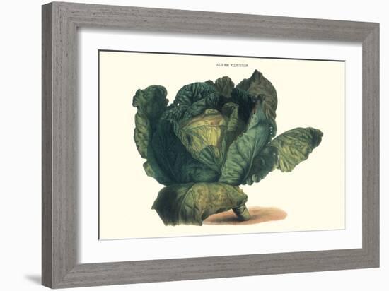 Cabbage-Philippe-Victoire Leveque de Vilmorin-Framed Art Print