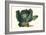 Cabbage-Philippe-Victoire Leveque de Vilmorin-Framed Art Print