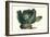 Cabbage-Philippe-Victoire Leveque de Vilmorin-Framed Art Print