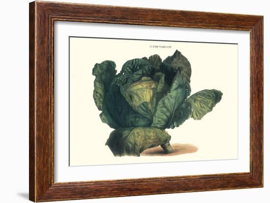Cabbage-Philippe-Victoire Leveque de Vilmorin-Framed Art Print