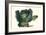 Cabbage-Philippe-Victoire Leveque de Vilmorin-Framed Art Print