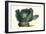 Cabbage-Philippe-Victoire Leveque de Vilmorin-Framed Art Print