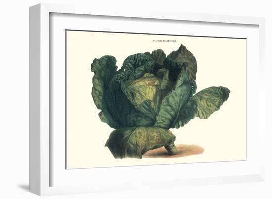 Cabbage-Philippe-Victoire Leveque de Vilmorin-Framed Art Print