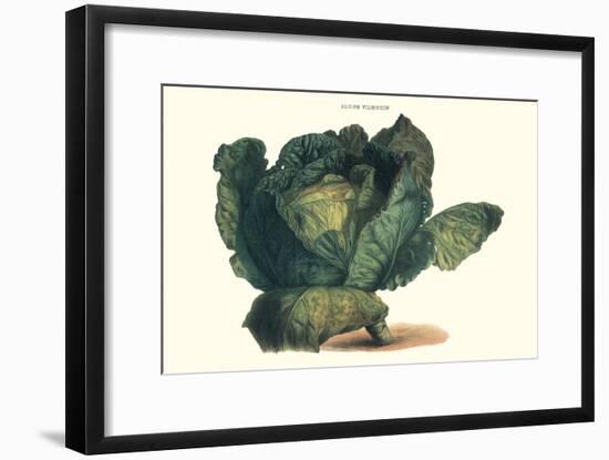 Cabbage-Philippe-Victoire Leveque de Vilmorin-Framed Art Print