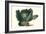 Cabbage-Philippe-Victoire Leveque de Vilmorin-Framed Art Print