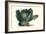 Cabbage-Philippe-Victoire Leveque de Vilmorin-Framed Art Print