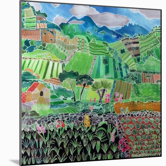 Cabbages and Lilies, Solola Region, Guatemala, 1993-Hilary Simon-Mounted Giclee Print