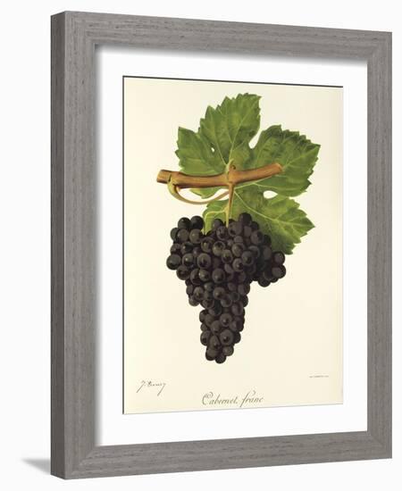 Cabernet Franc Grape-J. Troncy-Framed Giclee Print