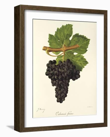 Cabernet Franc Grape-J. Troncy-Framed Giclee Print