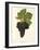 Cabernet Franc Grape-J. Troncy-Framed Giclee Print