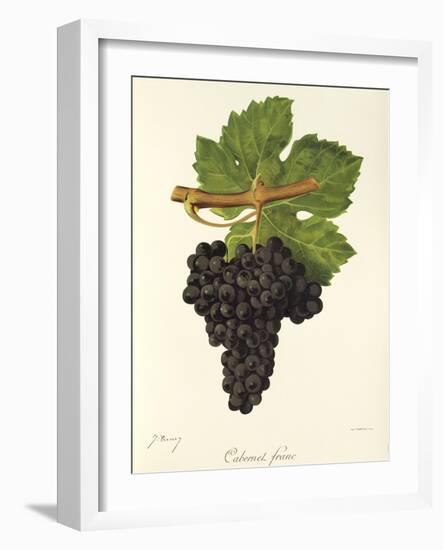 Cabernet Franc Grape-J. Troncy-Framed Giclee Print