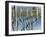 Cabernet Franc Vines in Bourgueil, Bourgueil, Indre Et Loire, France-Per Karlsson-Framed Photographic Print