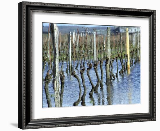 Cabernet Franc Vines in Bourgueil, Bourgueil, Indre Et Loire, France-Per Karlsson-Framed Photographic Print